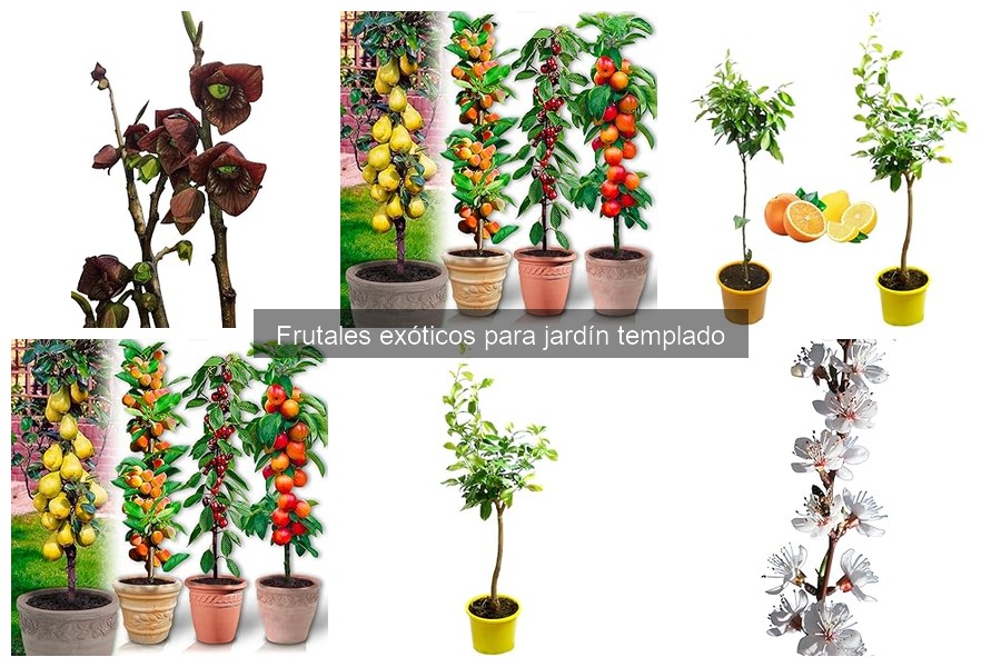 Guía para plantar y cuidar frutales exóticos en climas templados