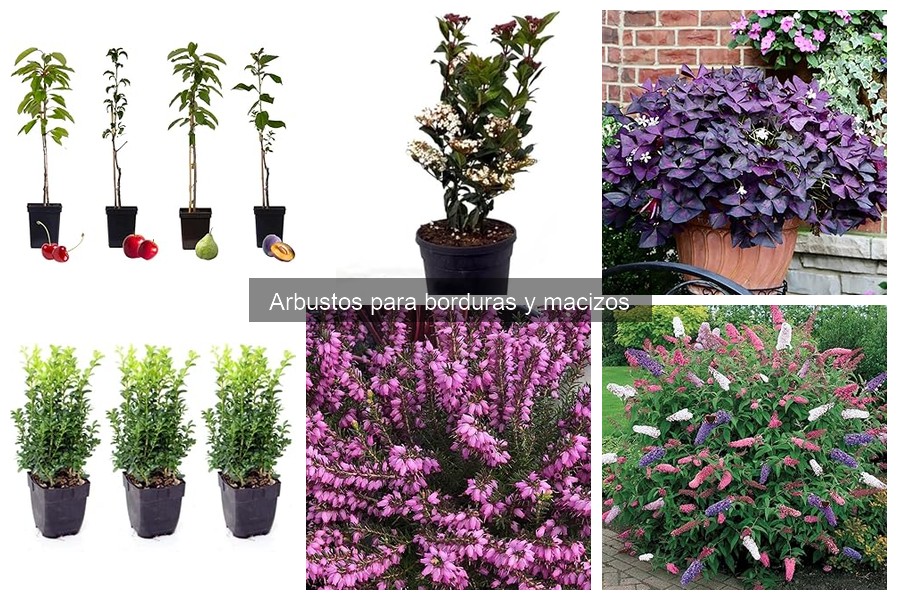 Guía para seleccionar arbustos ideales para borduras en tu jardín
