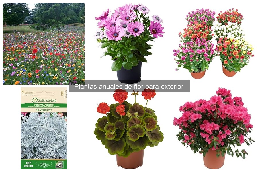 Guía para seleccionar plantas anuales de flor para exteriores