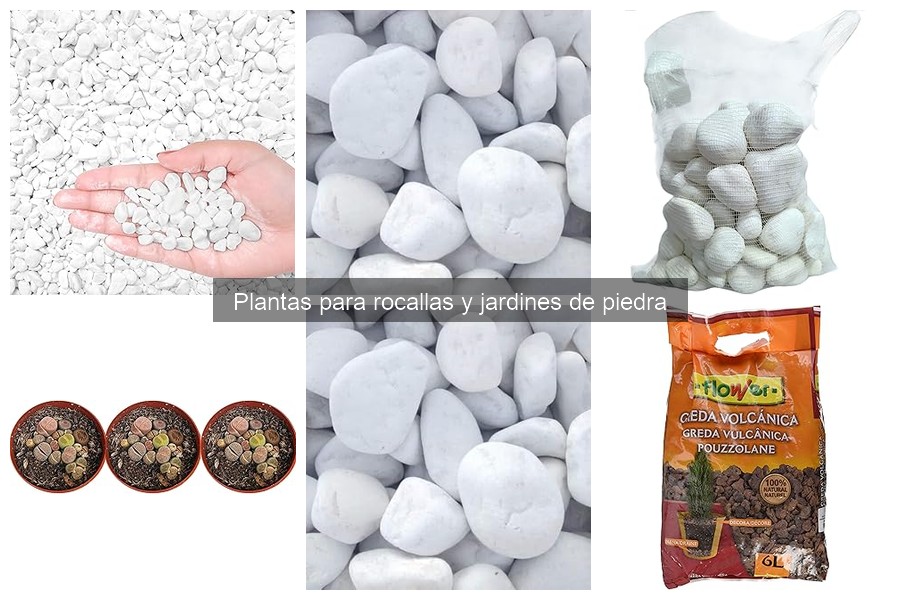 Guía para seleccionar plantas ideales para jardines de piedra