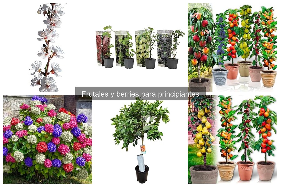 Herramientas Esenciales para Cultivar Frutales en Casa