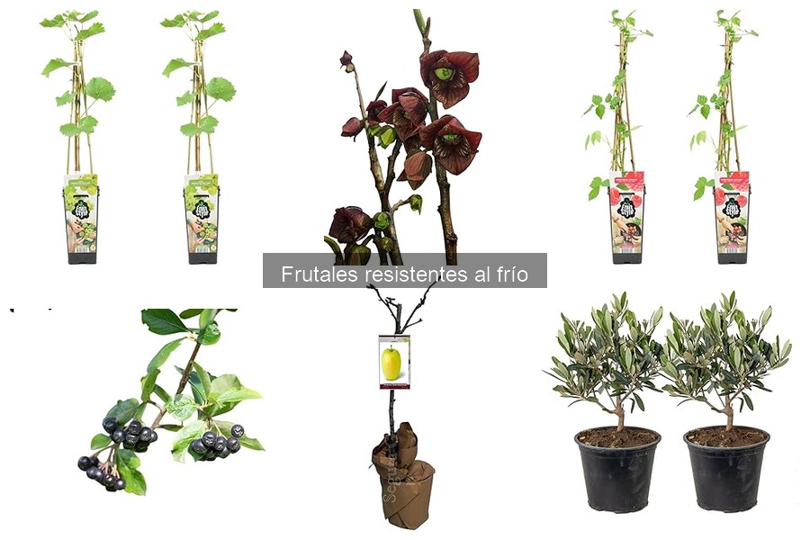 Historias de éxito cultivando frutales resistentes al frío