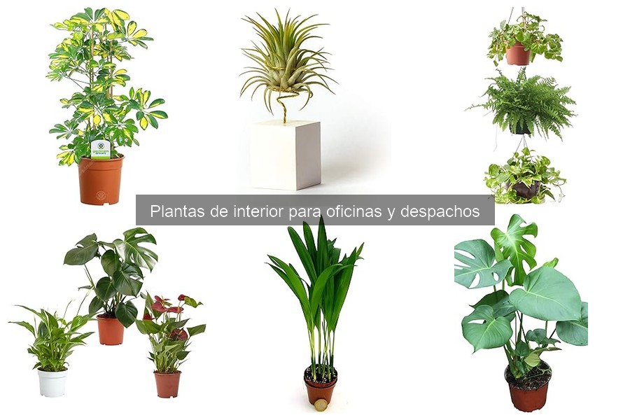 Ideas creativas para diseñar oficinas con plantas