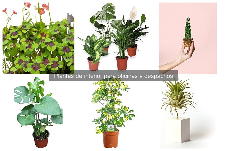 Ideas creativas para incorporar plantas en tu oficina en casa