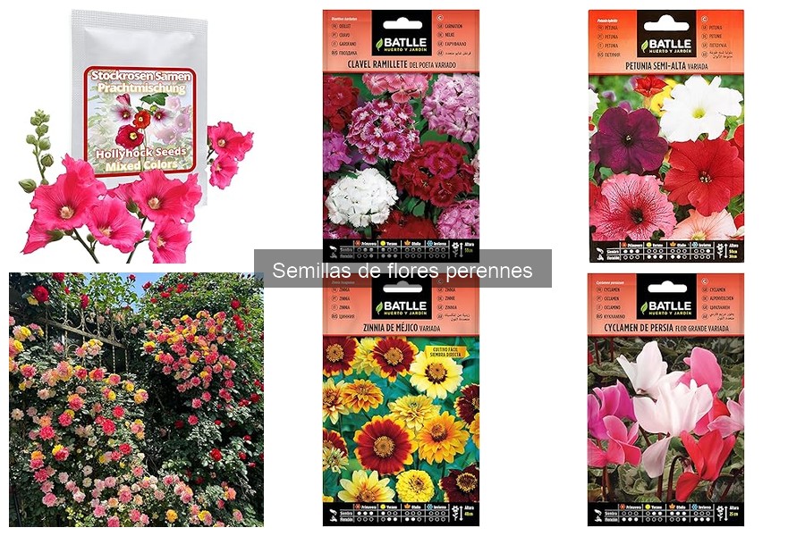 Identifica y trata enfermedades comunes en flores perennes