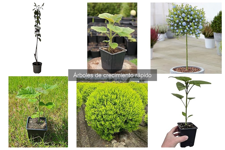 Impacto ambiental de árboles de crecimiento rápido en el ecosistema