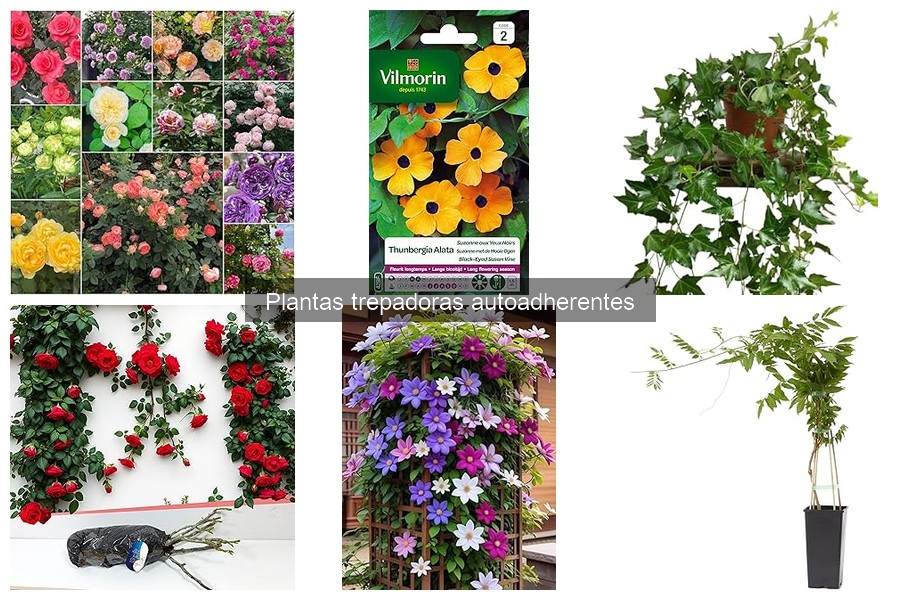 Instalación de Plantas Trepadoras Autoadherentes: Guía Práctica