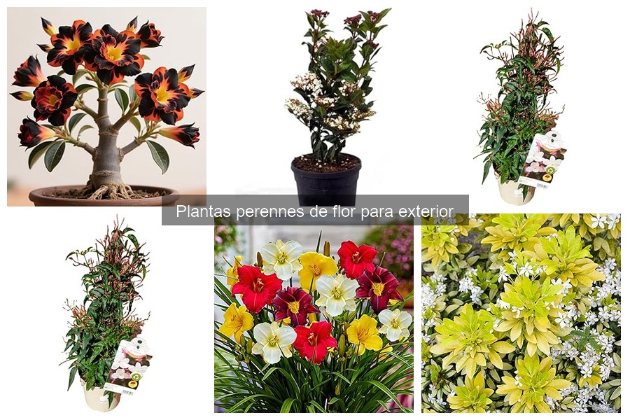 Integra plantas perennes de flor en tu jardín fácilmente