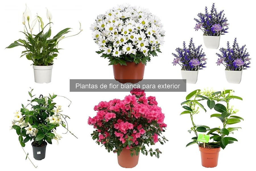 Las 5 plantas de flor blanca para exterior más populares