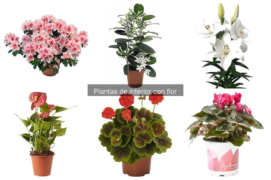 Las mejores plantas de interior con flor para principiantes