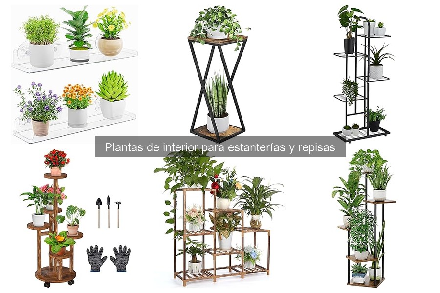 Las mejores plantas de interior para estanterías y repisas