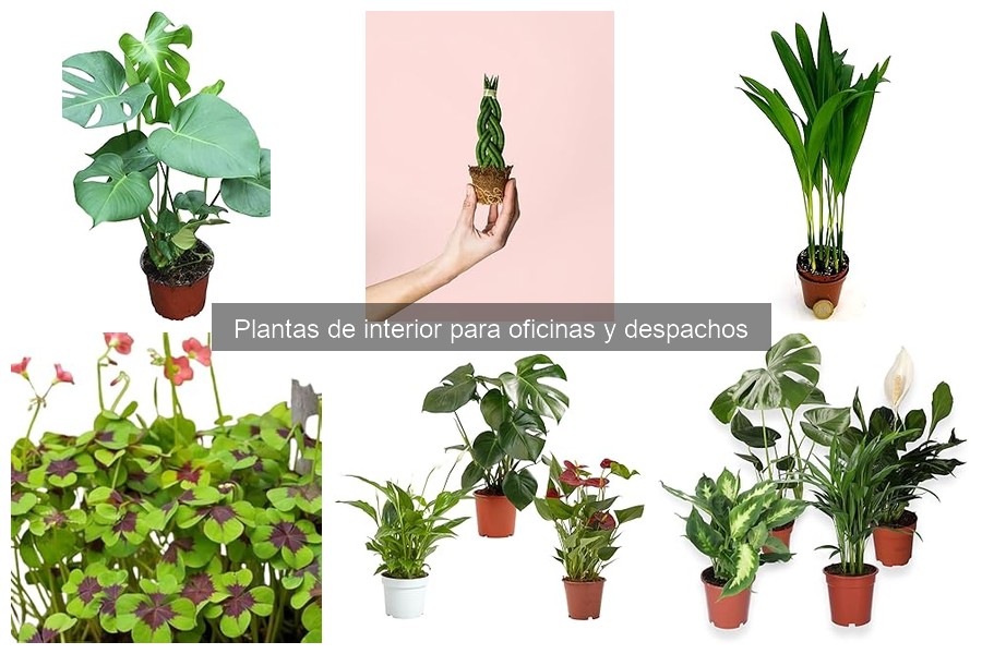 Las Mejores Plantas de Interior para Oficinas y Despachos
