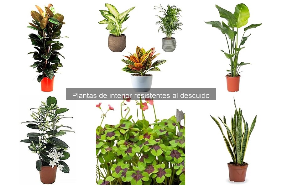Las mejores plantas de interior resistentes al descuido