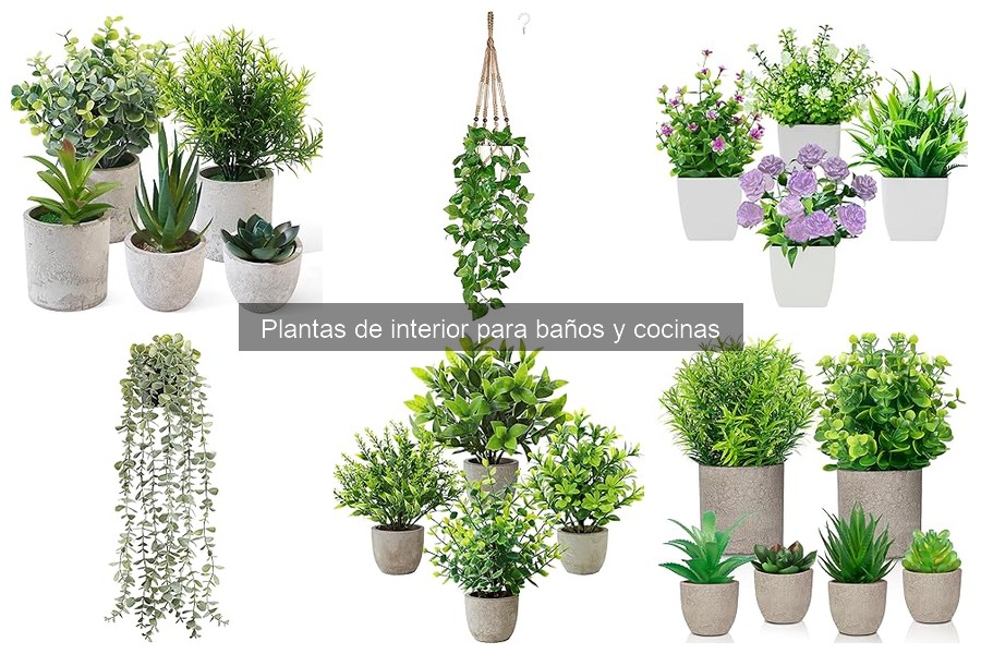 Las mejores plantas resistentes a la humedad para el baño