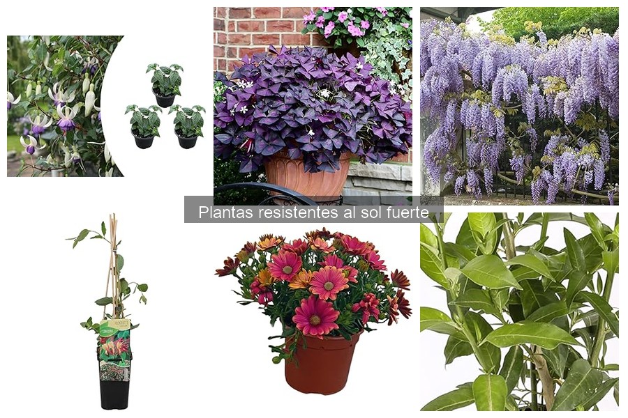Las mejores plantas resistentes al sol fuerte para climas cálidos