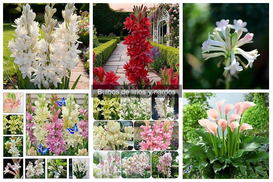 Las mejores variedades de nardos para tu jardín