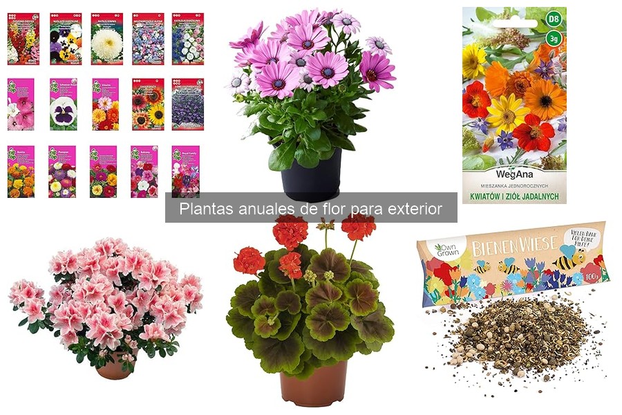 Las plantas anuales de flor más fáciles de cuidar