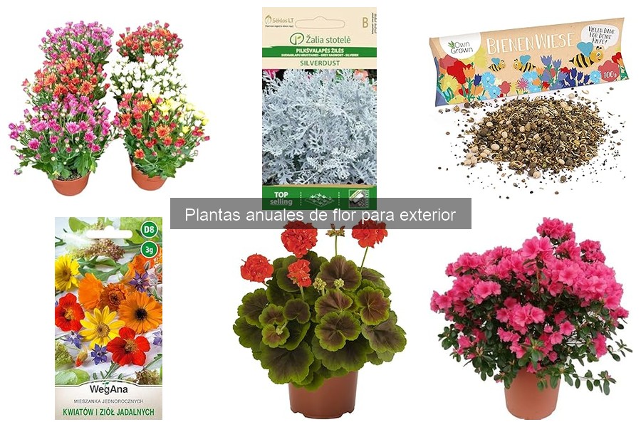 Las plantas anuales más resistentes para tu jardín