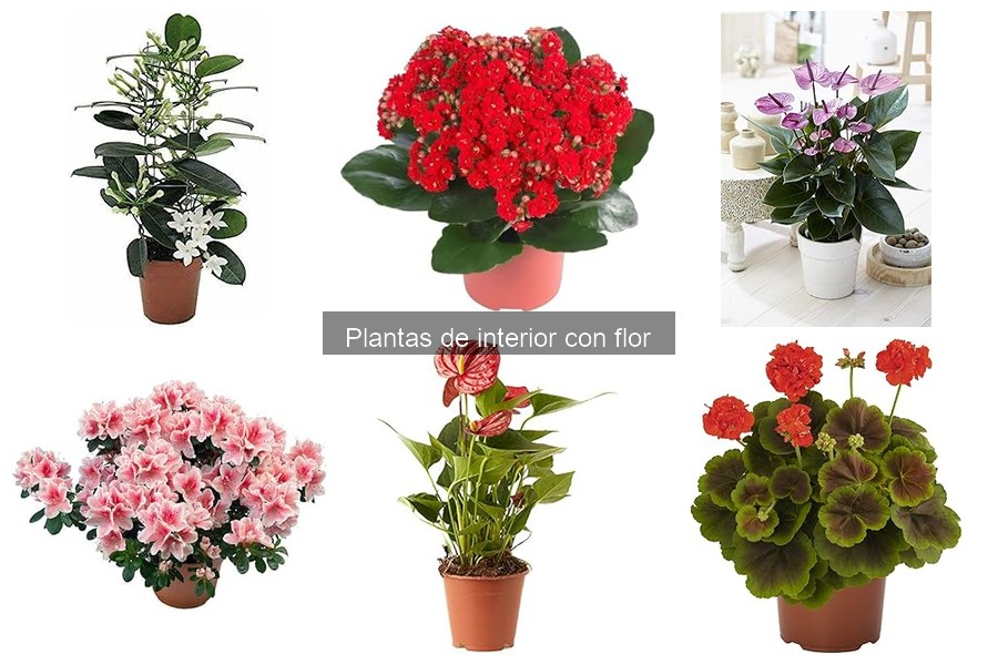 Las plantas de interior con flor más resistentes para tu hogar