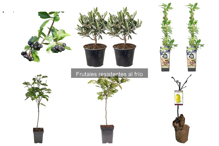 Los 5 frutales más resistentes al frío para tu jardín