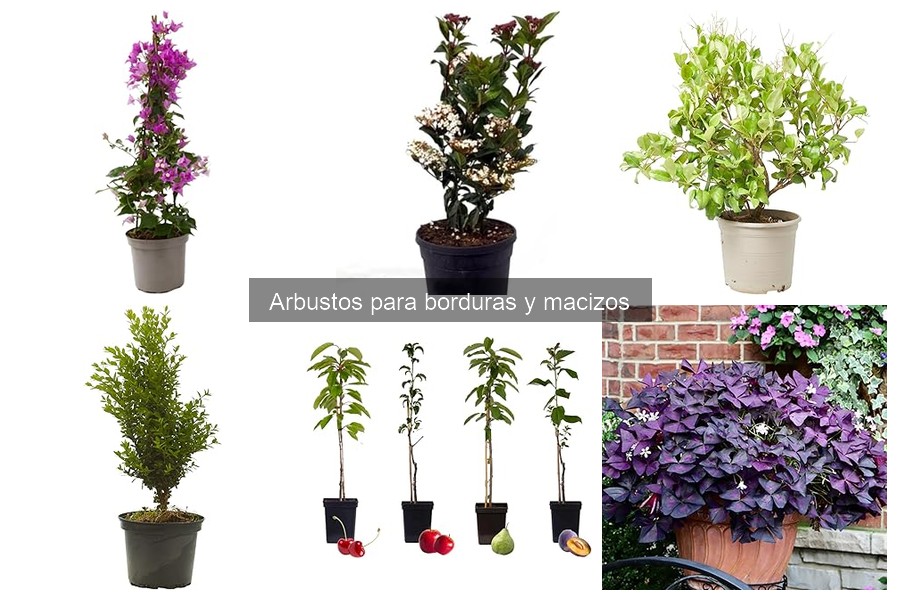 Los mejores arbustos para borduras y macizos en tu jardín