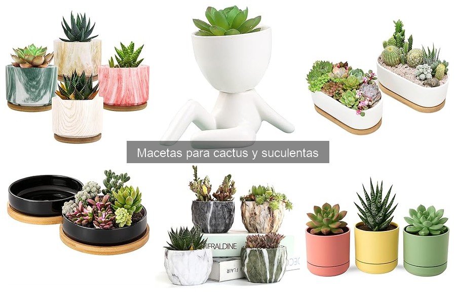 Macetas para cactus: interior vs. exterior, ¿cuál elegir?