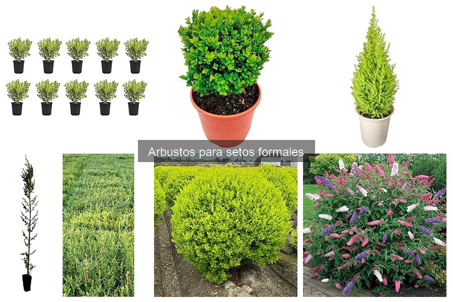Mantenimiento de Arbustos para Setos Formales: Guía Práctica