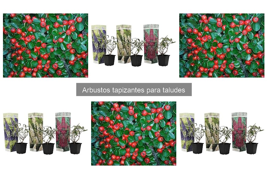 Mantenimiento de arbustos tapizantes: cuidados esenciales