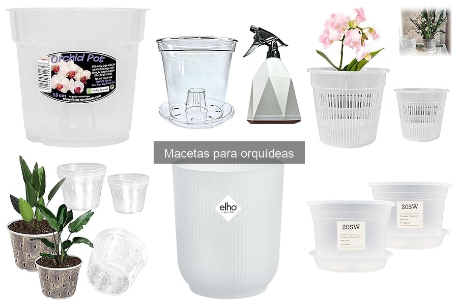 Mantenimiento de macetas para orquídeas: limpieza y cuidados