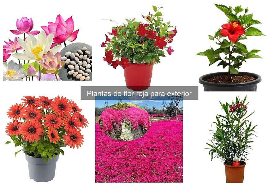 Flor Rja Cómo Cuidar y Mantener Plantas de Flor Roja en Exterior - Alameda