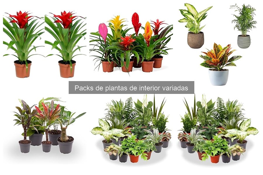 Mantenimiento de Plantas de Interior: Consejos para Packs Variados