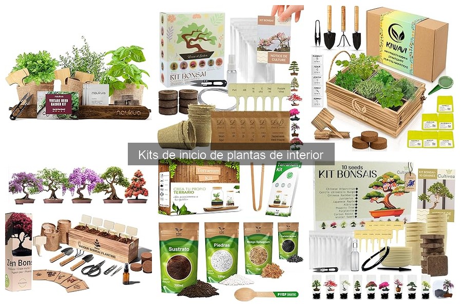 Mantenimiento de plantas de interior: cuidados esenciales