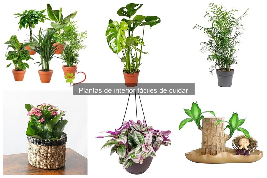 Mantenimiento estacional de plantas de interior fáciles de cuidar