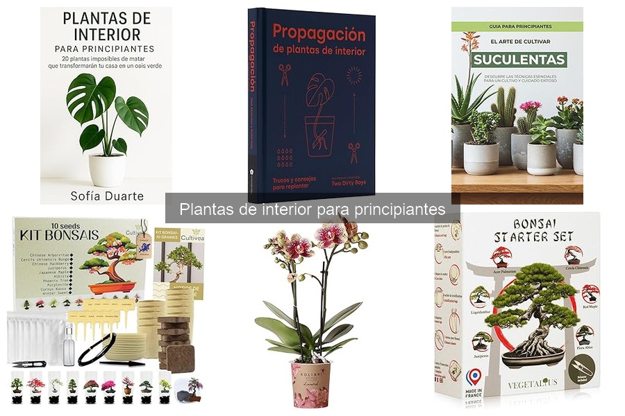 Mejor Época para Comprar Plantas de Interior: Guía Práctica