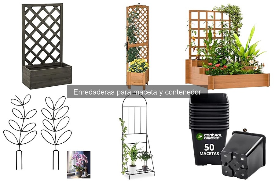 Mejor época para plantar enredaderas en macetas