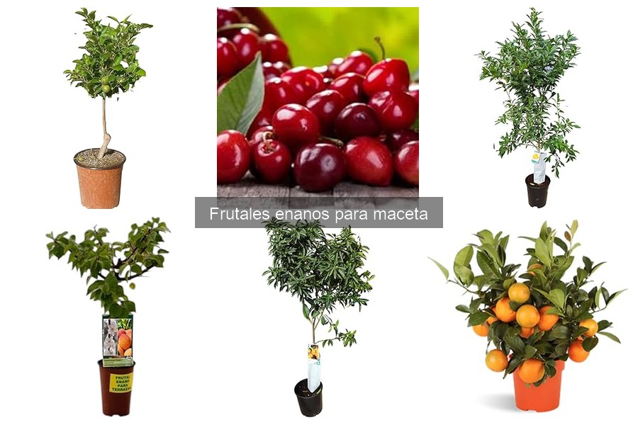 Mejor momento para plantar frutales enanos en macetas