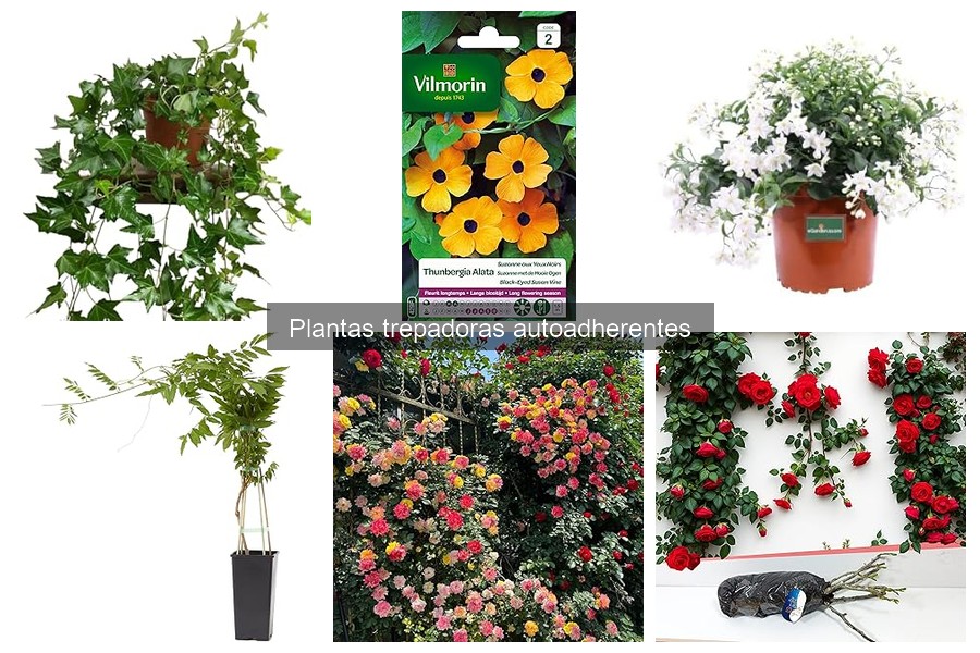 Mejor momento para plantar plantas trepadoras autoadherentes