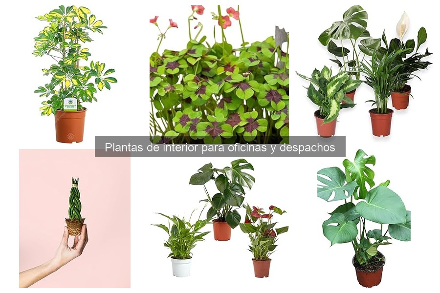 Mejora la calidad del aire en oficinas con plantas efectivas