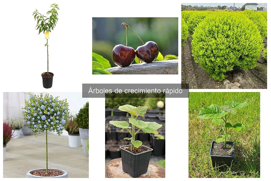 Mejores árboles de crecimiento rápido para tu jardín