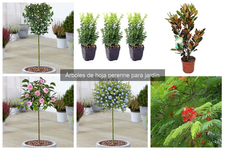 Mejores árboles de hoja perenne según el clima