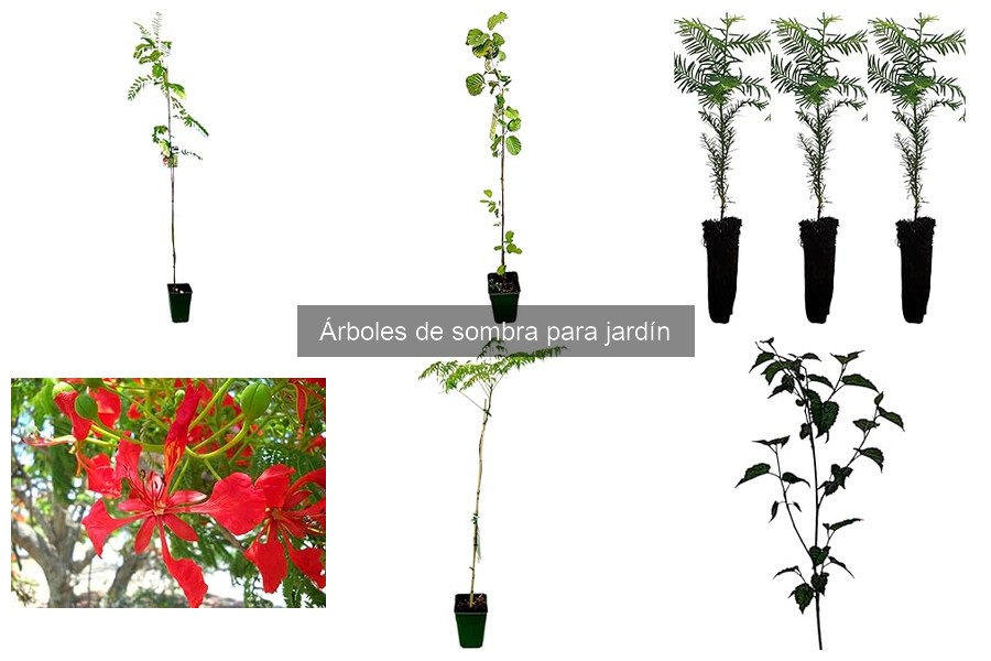 Mejores árboles de sombra para climas cálidos