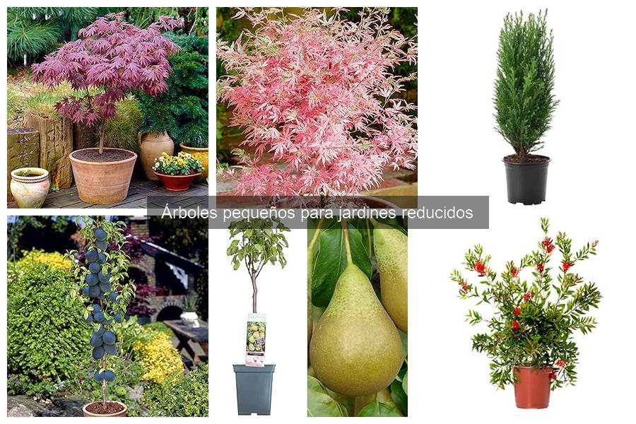 Mejores árboles pequeños para jardines con sombra parcial