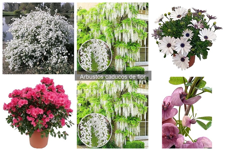 Mejores arbustos caducos de flor para jardines pequeños