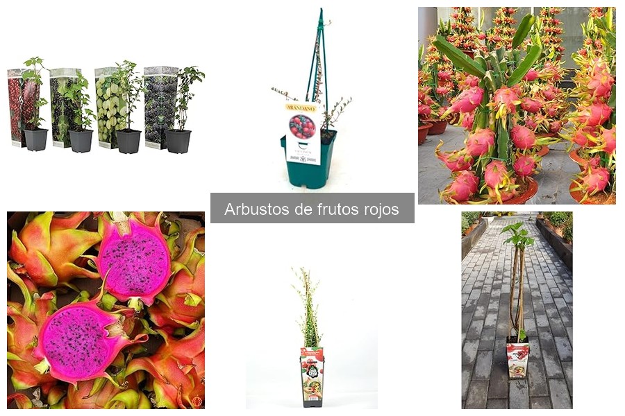 Mejores arbustos de frutos rojos para jardines pequeños