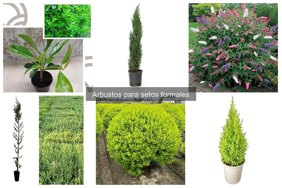 Mejores arbustos para setos formales en climas mediterráneos