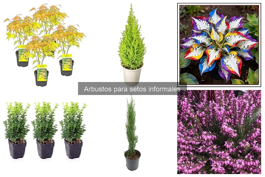Mejores arbustos para setos informales: comparativa 2023