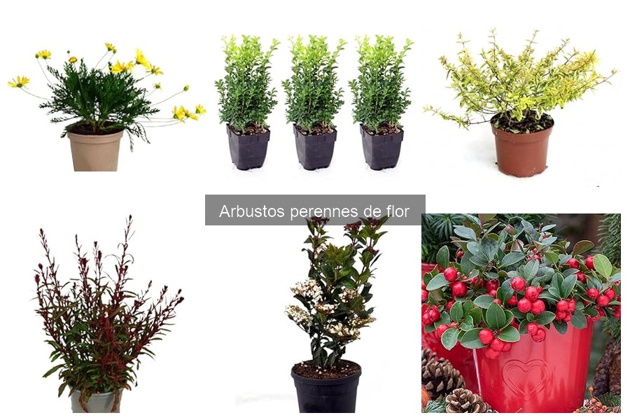 Mejores arbustos perennes de flor para climas cálidos