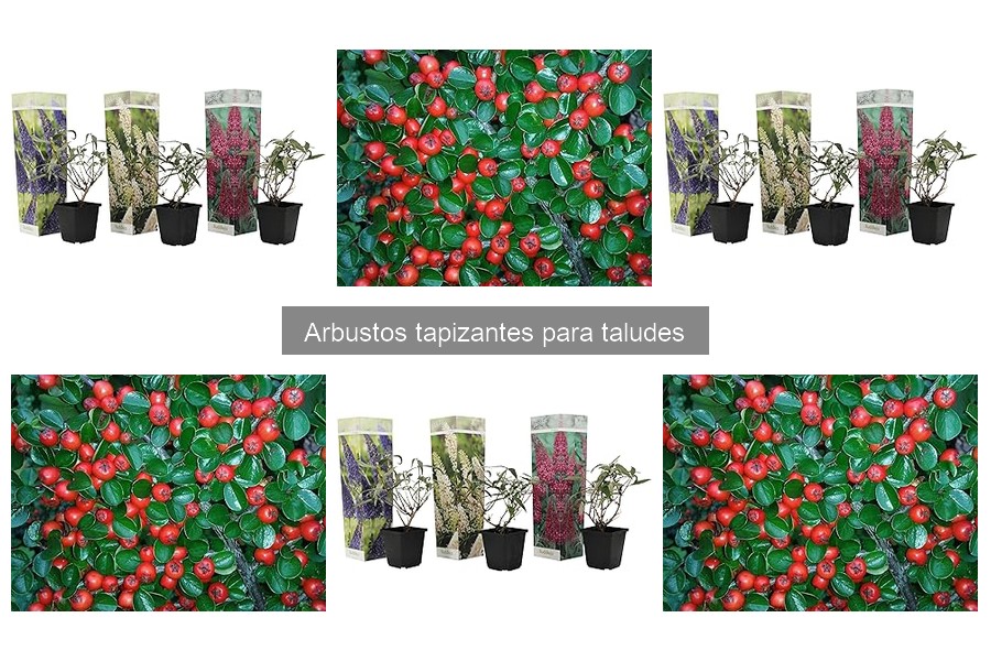 Mejores arbustos tapizantes para estabilizar taludes