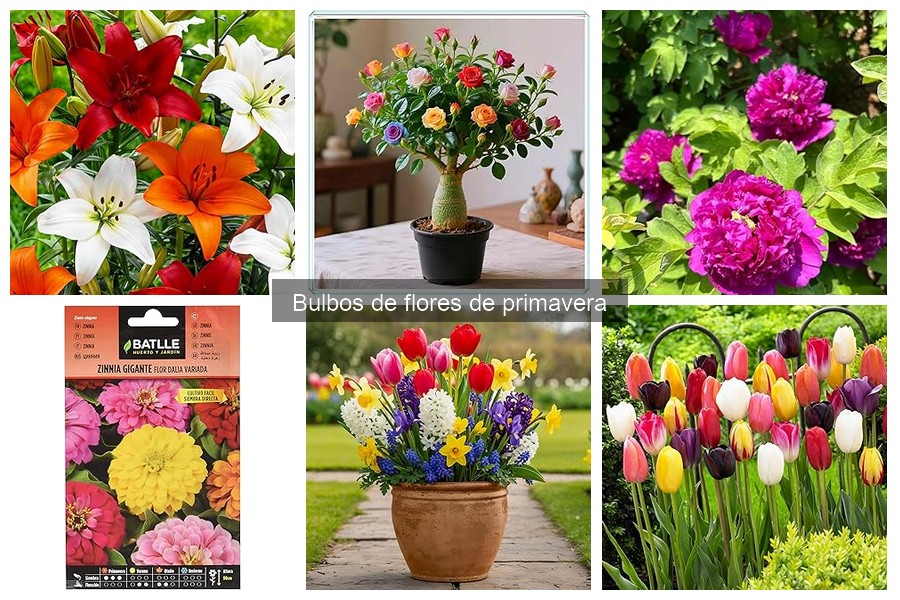 Mejores bulbos de flores de primavera para jardines pequeños