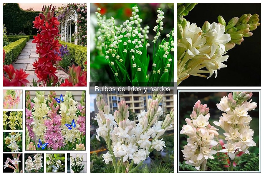 Mejores bulbos de lirios para plantar en casa: Comparativa